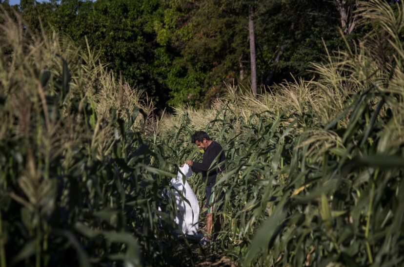 Paraguay registra récord en exportaciones de maíz durante la cosecha 2022-2023