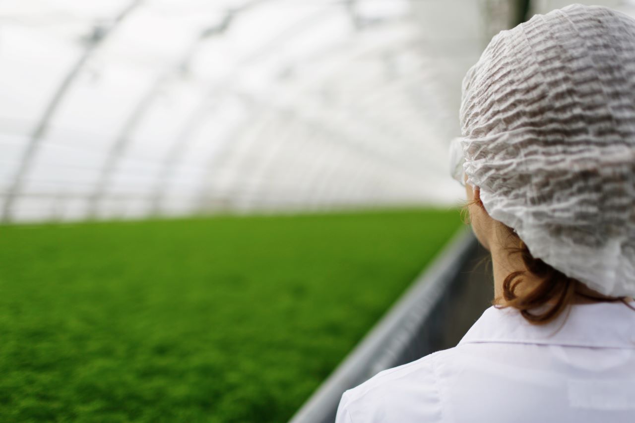 Uso de la Stevia en la industria alimentaria