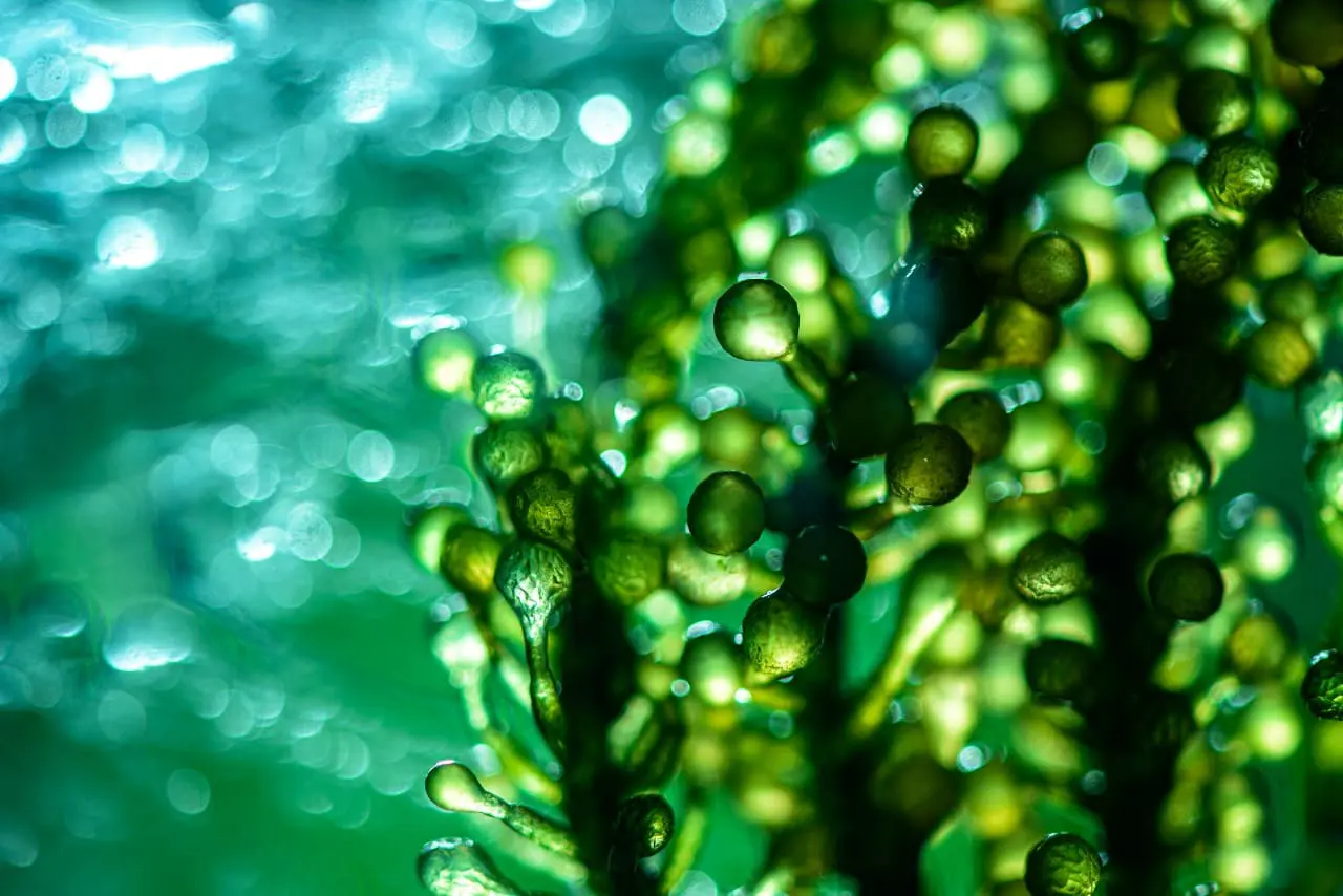 Microalgas: una alternativa sostenible para obtener pigmentos naturales