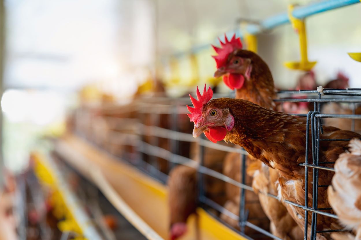 Qué es la gripe aviar y cómo afecta a la industria avícola mexicana