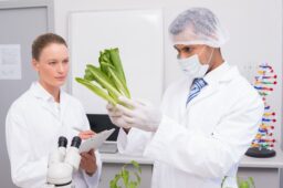 Alimentos transgenicos