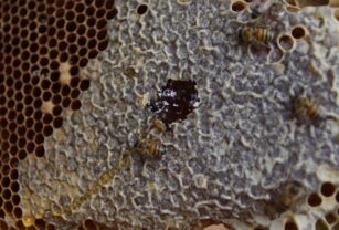 Apicultores colombianos cuidan a sus abejas de efectos del cambio climático