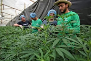 Cannabis medicinal, una industria que quiere crecer en las montañas de Colombia