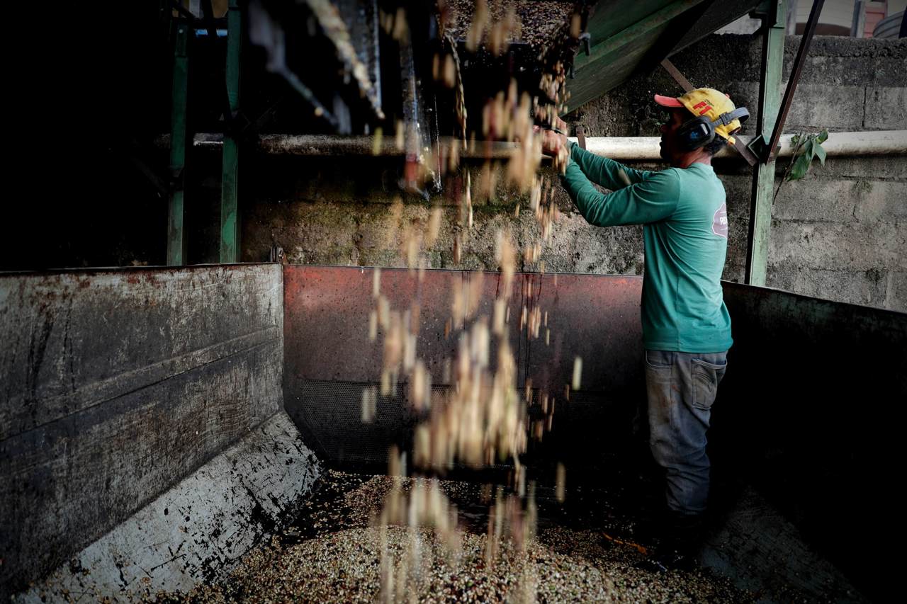 El gobierno brasileño prevé un crecimiento del 7.5 % de la producción de café en 2023
