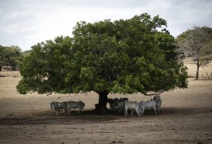 La FAO pide a Centroamérica adaptar su agro al "clima del futuro" ante la llegad