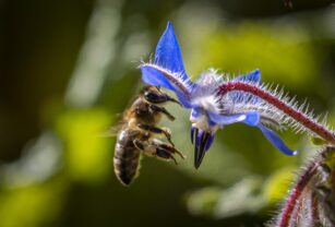 La FAO pide proteger a las abejas por ser "vitales" para el futuro de los ecosistemas