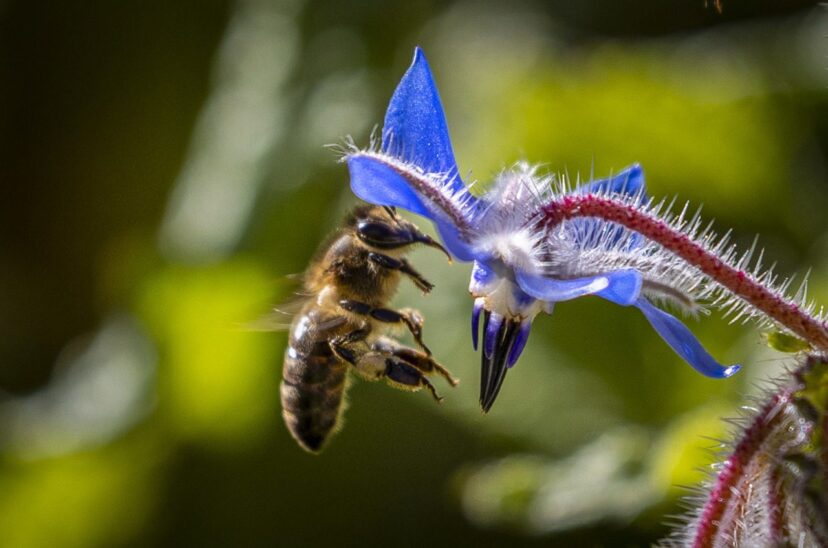 La FAO pide proteger a las abejas por ser "vitales" para el futuro de los ecosistemas