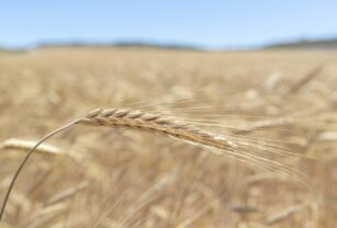 Ucrania, Rusia, Turquía y la ONU negocian en Estambul renovar el acuerdo de los cereales