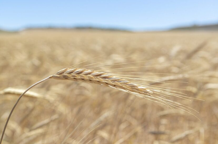 Ucrania, Rusia, Turquía y la ONU negocian en Estambul renovar el acuerdo de los cereales