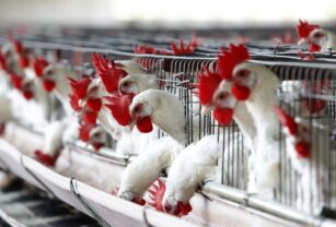 Uruguay comienza a vacunar contra la gripe aviar