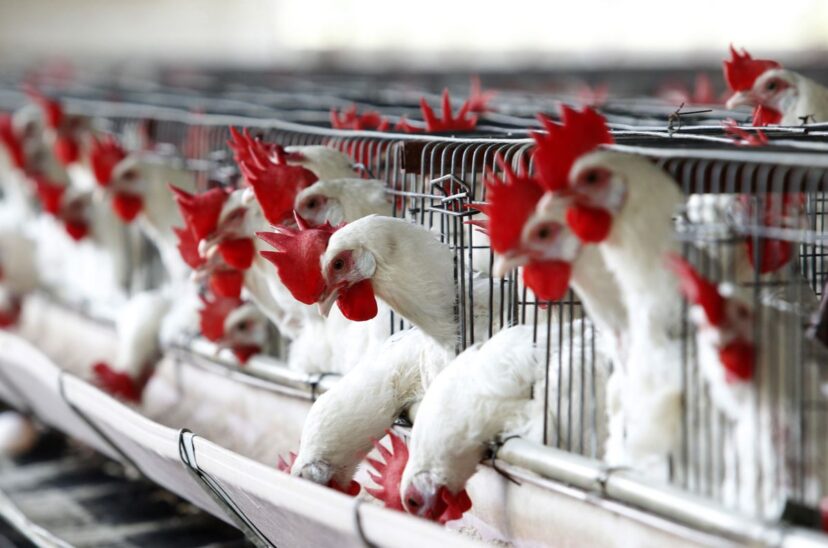 Uruguay comienza a vacunar contra la gripe aviar