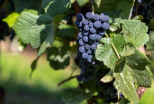 Gobierno y viticultores firman el plan para arrancar el 9 de las viñas de Burdeos