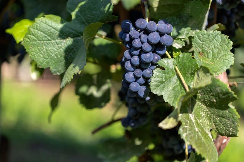 Gobierno y viticultores firman el plan para arrancar el 9 de las viñas de Burdeos