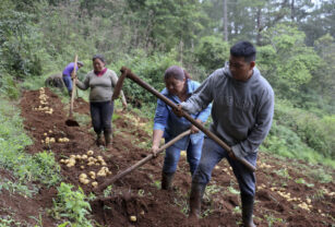 Hondureñas de etnia lenca recogen su primera cosecha de papa orgánica con apoyo de España