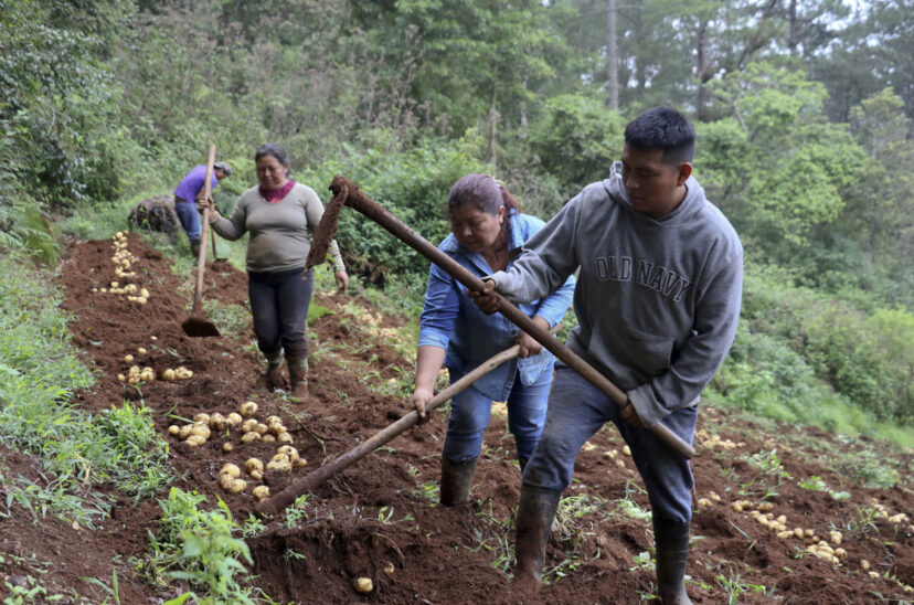 Hondureñas de etnia lenca recogen su primera cosecha de papa orgánica con apoyo de España