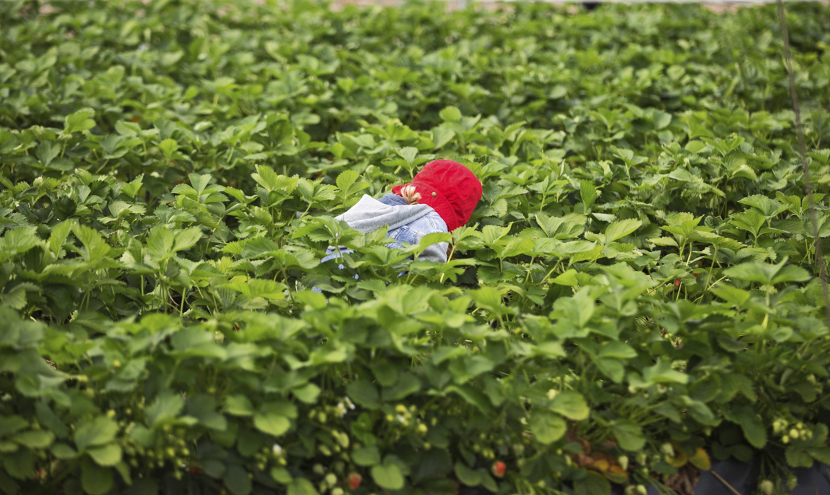 ONG alemana lanza campaña contra consumo de fresas españolas