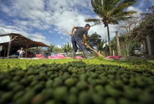 Los ingresos por la exportación de café hondureño disminuyen un 9,2 % en la cosecha 2022-2023