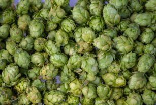 Lúpulo cultivado en Florida abre grandes oportunidades a la cerveza artesanal