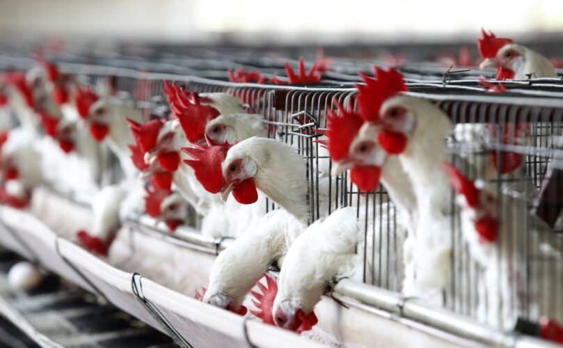 México investiga la muerte de cientos de aves en el Pacífico por posible gripe aviar