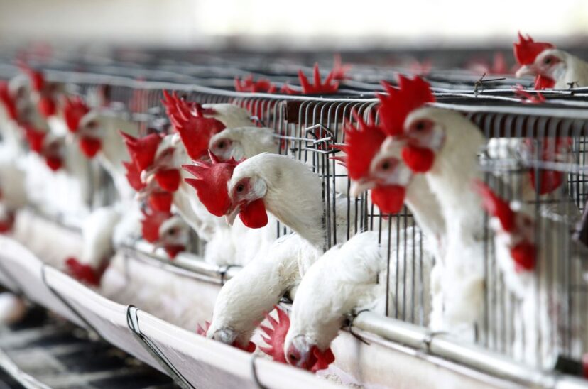 México investiga la muerte de cientos de aves en el Pacífico por posible gripe aviar