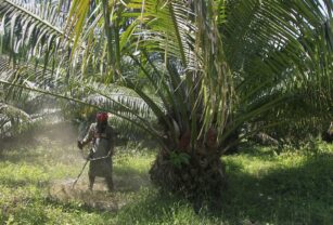 Palmeros colombianos toman medidas por el impacto del fenómeno del niño en palma de aceite