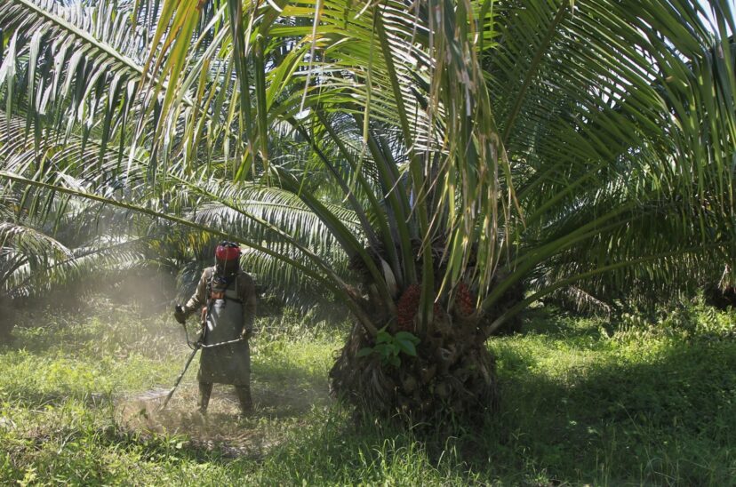 Palmeros colombianos toman medidas por el impacto del fenómeno del niño en palma de aceite