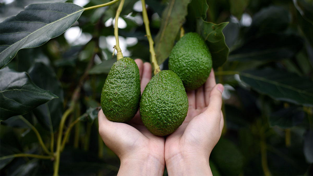Gloogle cloud transforma al sector aguacatero con la información de datos climáticos
