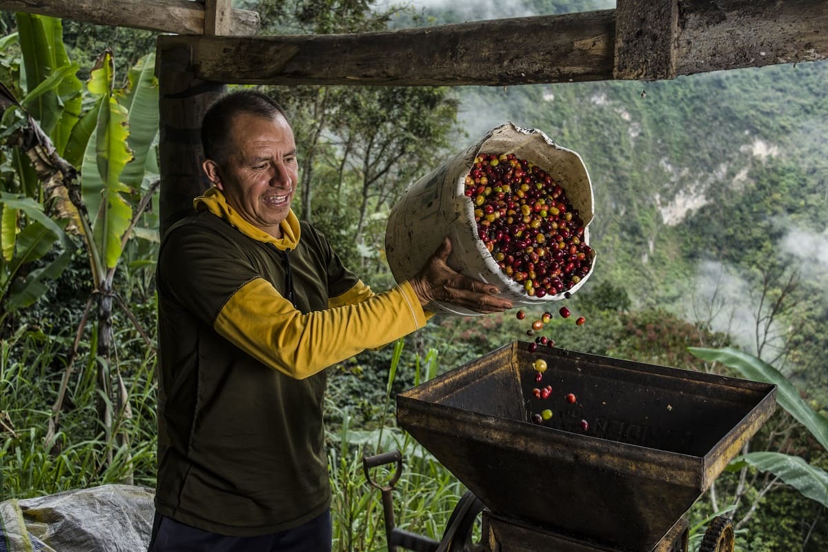La producción de café de Colombia cayó un 21 % en mayo por lluvias