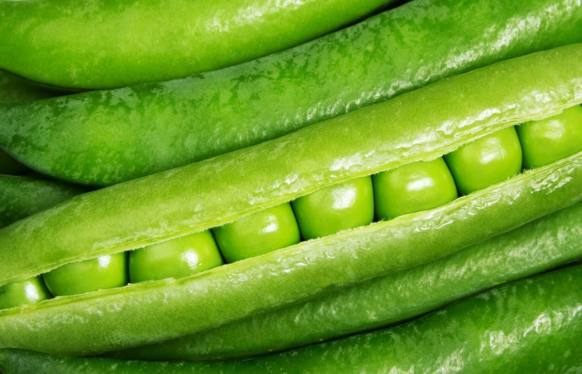 Científicos británicos producirán chícharos sin sabor como alternativa a la soja