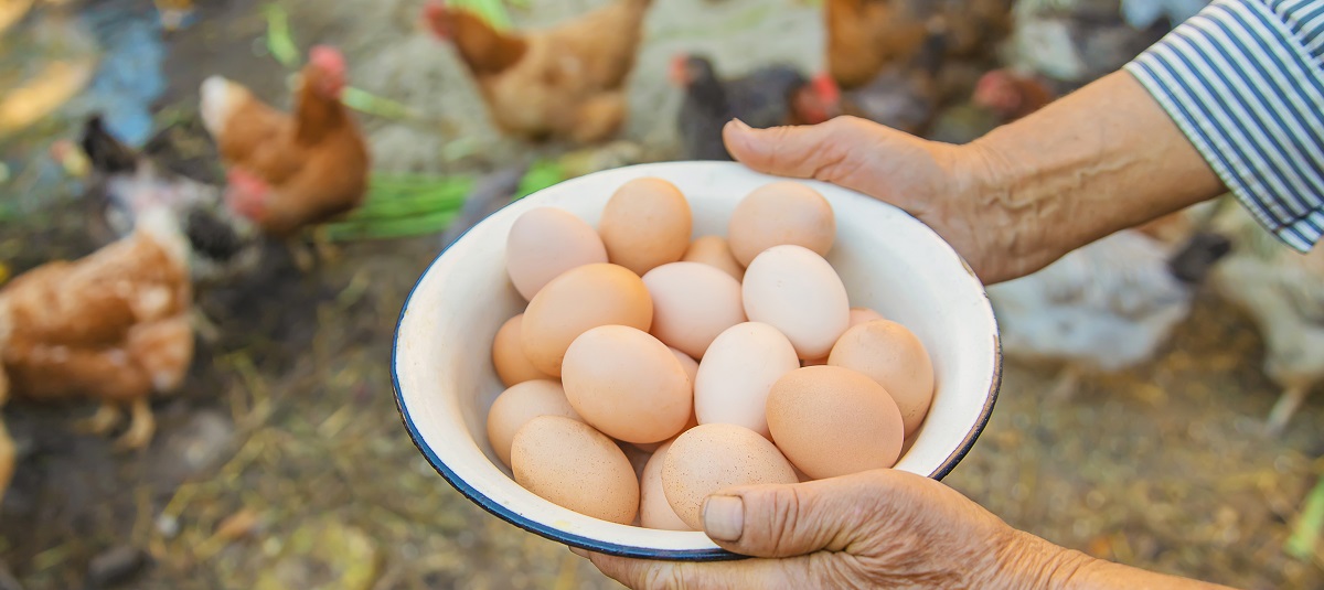 La OWA demanda un compromiso global para el huevo libre de jaula