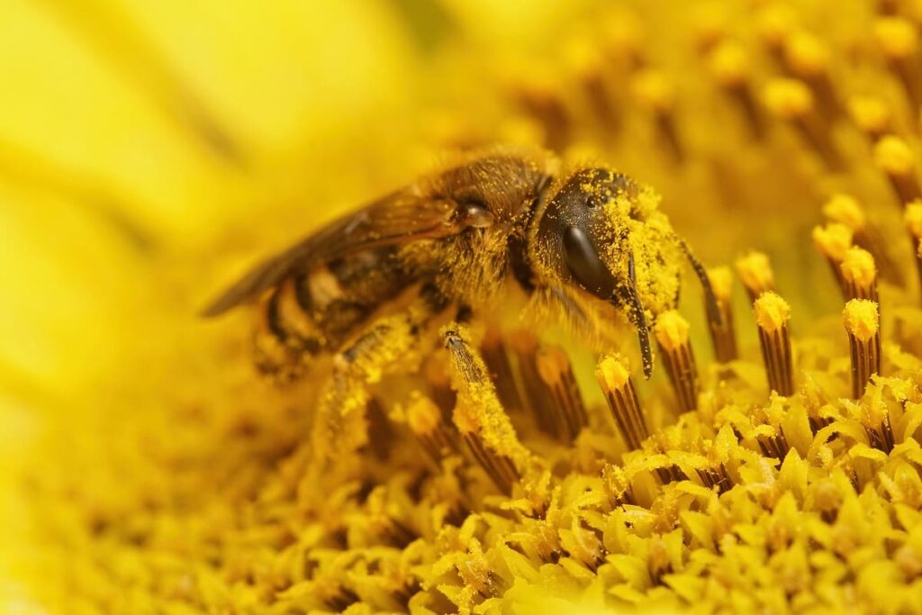 Detectan micotoxinas en polen de abeja comercializado para el consumo  humano en 28 países