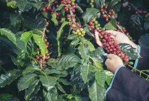 productores-café-hondureño