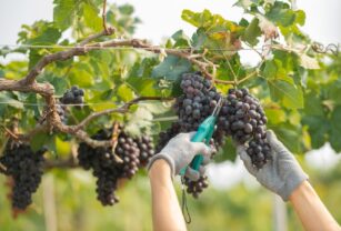 productores-vitivinicolas