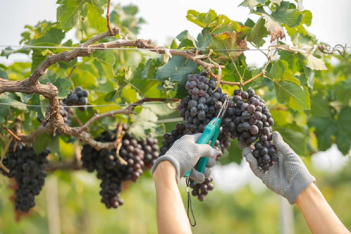 Productores vinícolas mexicanos esperan alza de 20 % en fabricación de vinos para 2023