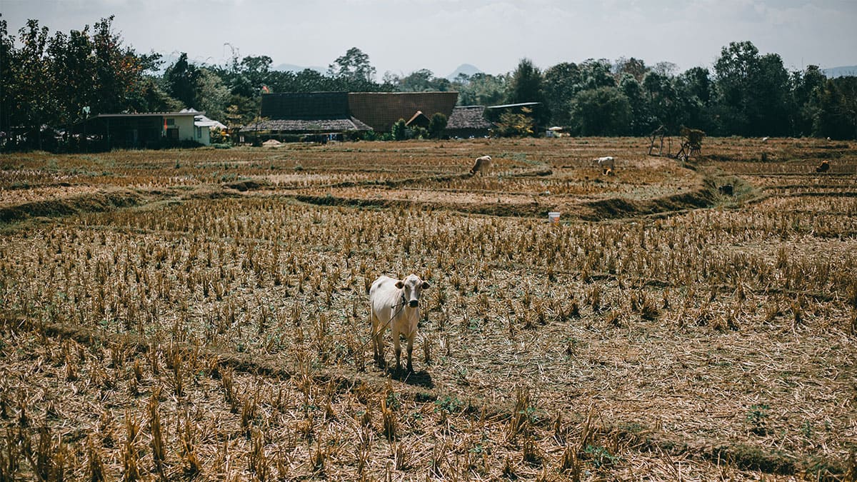 La sequía golpea a la actividad económica de Argentina, con pronóstico adverso