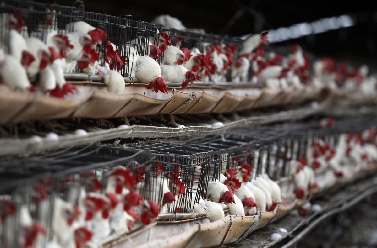 México concluye que la muerte de cientos de aves en el Pacífico no fue por gripe aviar