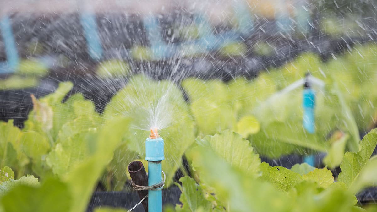 Cuidado del agua, buena práctica vitivinícola en Argentina