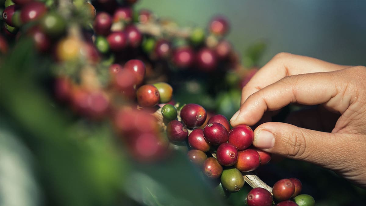 Las exportaciones brasileñas de café cayeron un 10,2 % en la última cosecha