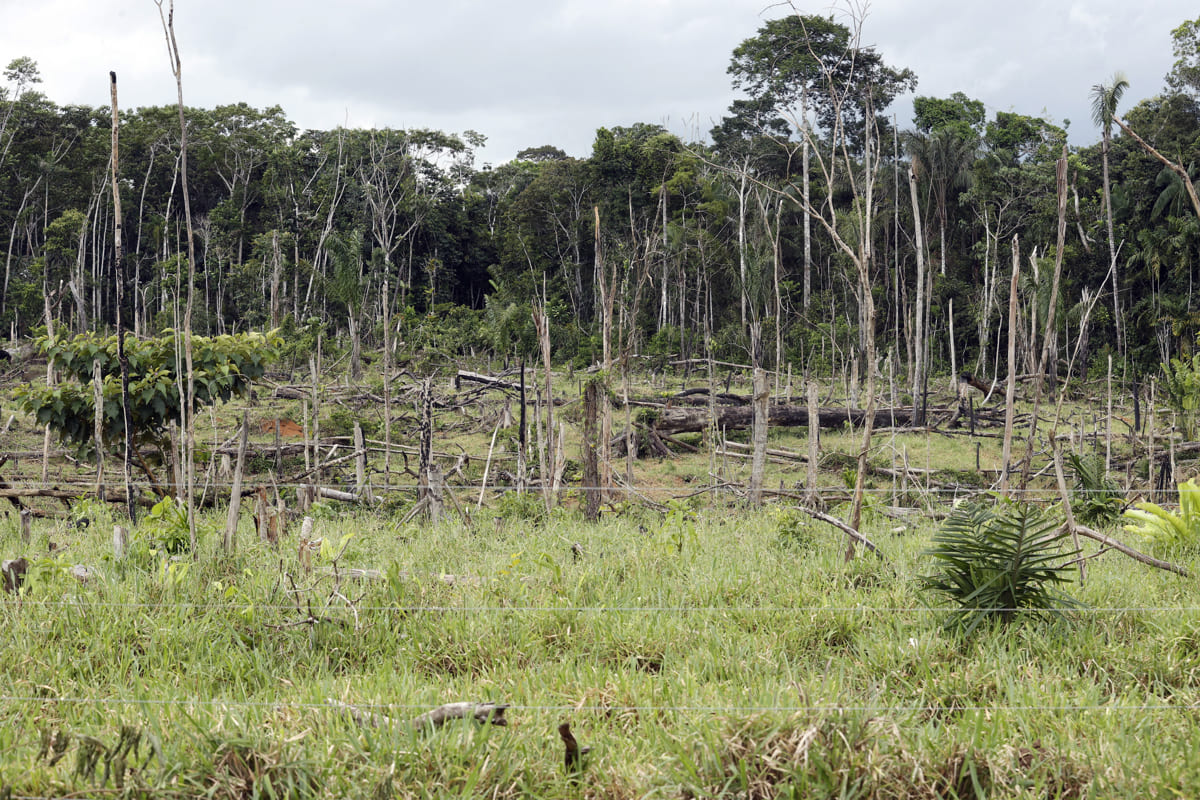 La deforestación en Colombia se redujo en 2022 un 29,1% y un 36,4% en la Amazonia