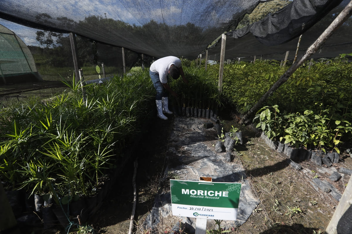 La coca cede espacio al maracuyá y al moriche en la Amazonía colombiana