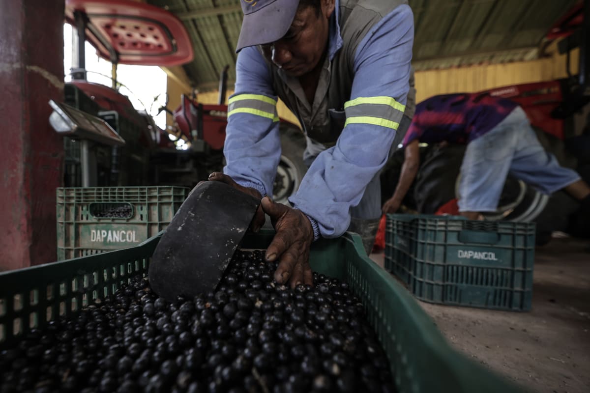 Dentro de la "capital mundial del açaí": motor de la Amazonía