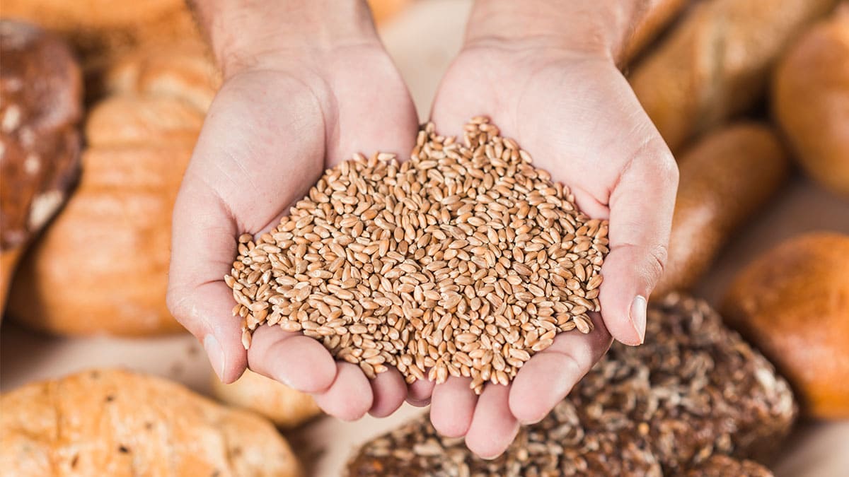 ICC llama a promover la renovación de grano de Ucrania