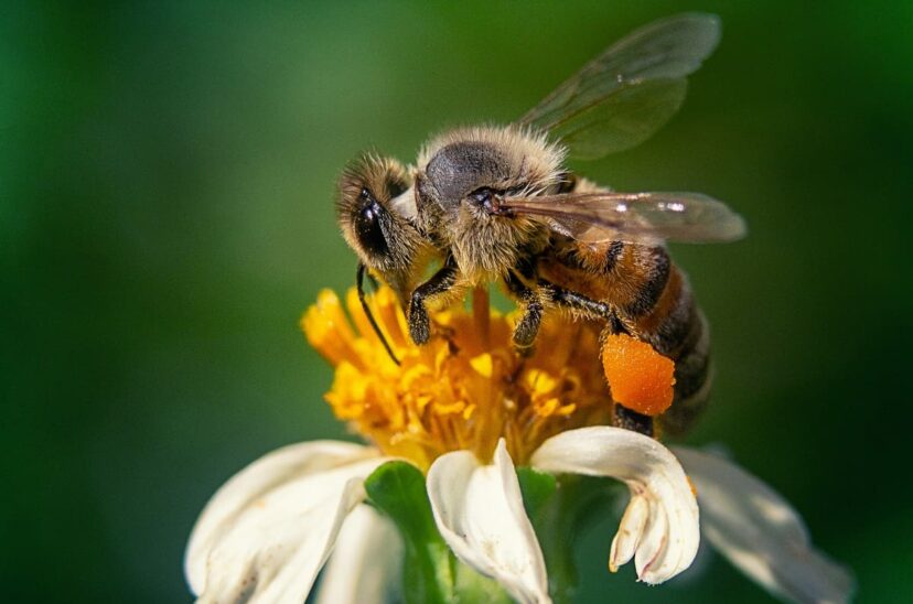 abeja-flor-manzanilla