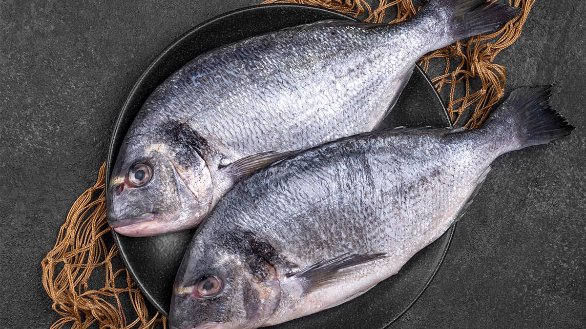 Comespesca trabaja en la preservación de la totoaba