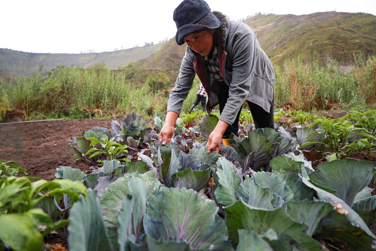 Aumentan un 2,86% las ventas del sector agropecuario ecuatoriano en el primer semestre de 2023