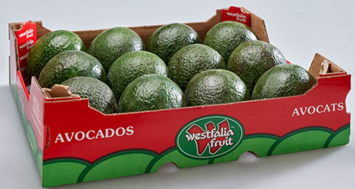 Abren Cámara de maduración de aguacate en la india