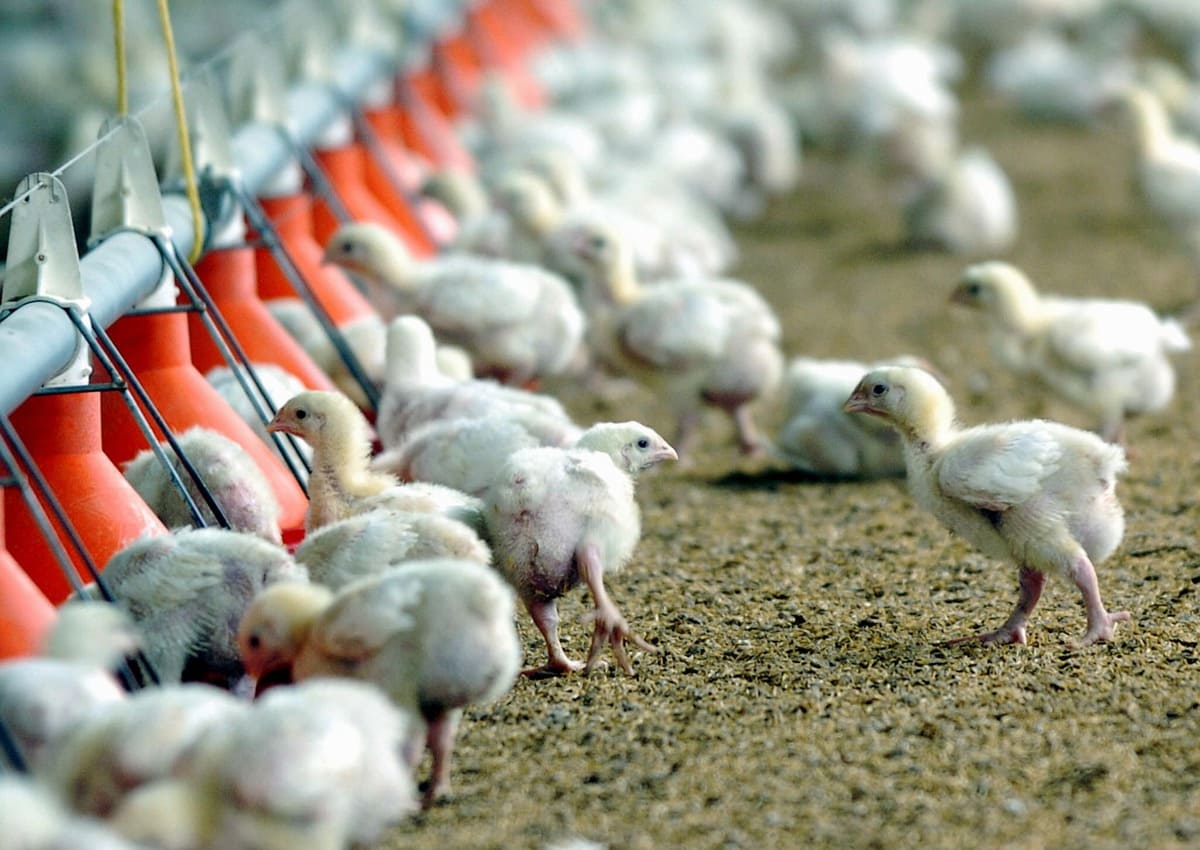 La edición genética podría crear pollos resistentes a la gripe aviar y evitar una pandemia