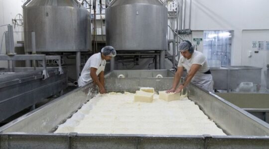 Desarrollan queso sin lactosa con apoyo del INTI