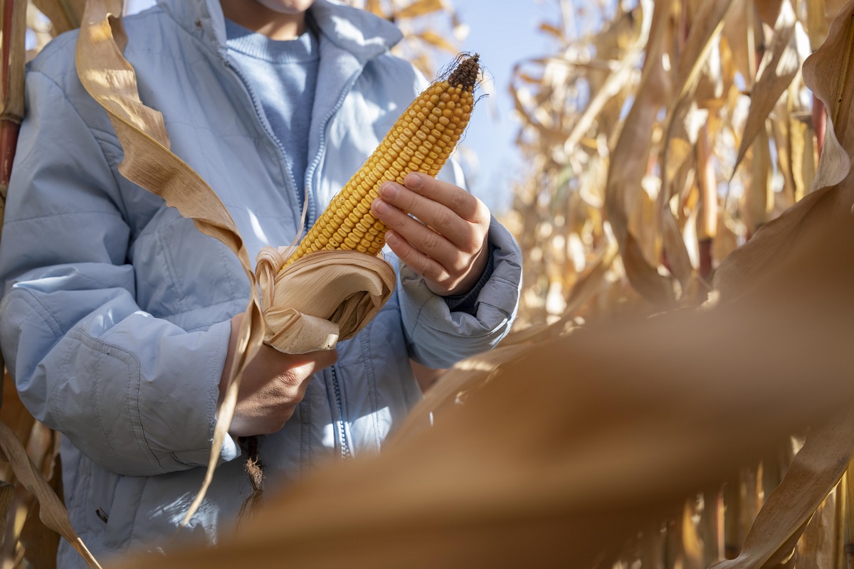 Este es el papel vital de los agricultores en el cultivo de cereales