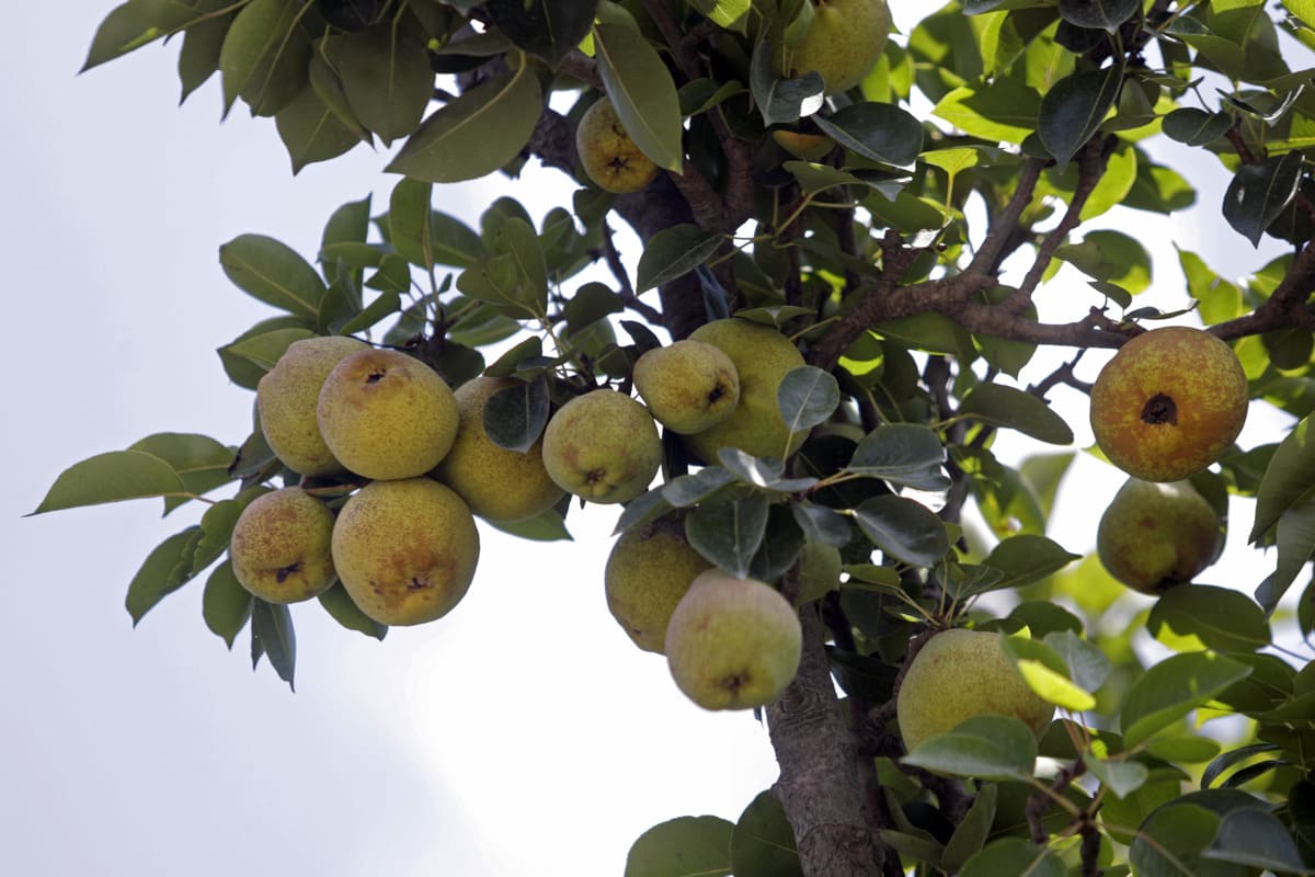 Costos, clima e inseguridad son los principales problemas de los agricultores mexicanos